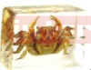  Crab, Preserved Specimen